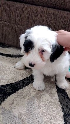 Mixed Breed dogs for sale: Sarah - Video 1