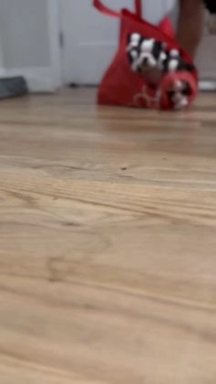 Mixed Breed dogs for sale: Mixed Breed Puppy 1 - Video 1