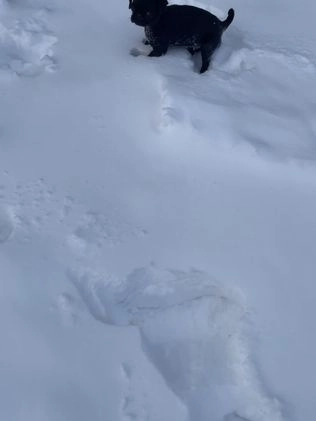 Pug dogs for sale: Pebbles  - Video 4