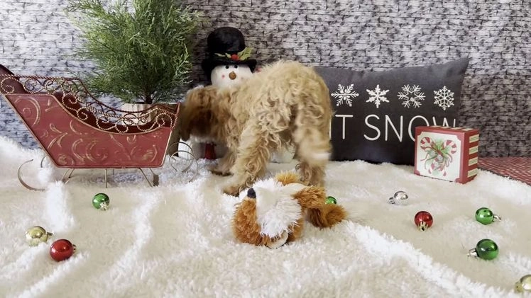 Cavapoo dogs for sale: Ned - Video 1