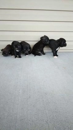 Mixed Breed dogs for sale: Dalton - Video 1