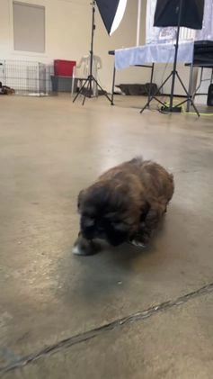 Shih Tzu dogs for sale: Snickers - Video 4