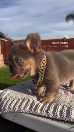 French Bulldog dogs for sale: French Bulldog Puppy 1 - Video 1