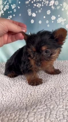Yorkshire Terrier dogs for sale: Heidi - Video 2