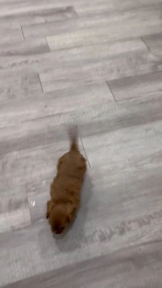 Cavalier King Charles Spaniel dogs for sale: Apollo - Video 1