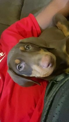 Doberman Pinscher dogs for sale: Doberman Pinscher Puppy (Joliet, IL) - Video 1