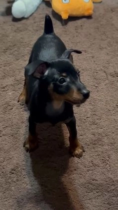 Miniature Pinscher dogs for sale: Rocco - Video 3