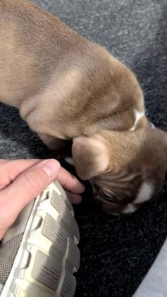 Frenchton dogs for sale: Luna - Video 1