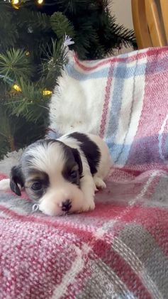 Cavapoo dogs for sale: Noel - Video 1