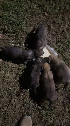 English Mastiff dogs for sale: English Mastiff Puppy 3 - Video 2