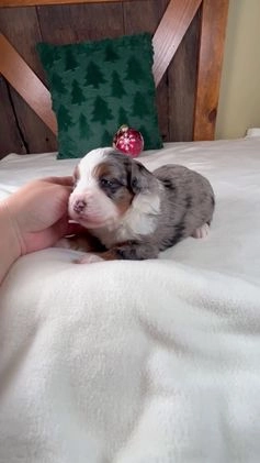 Mini Bernedoodle dogs for sale: Holly Girl - Video 2