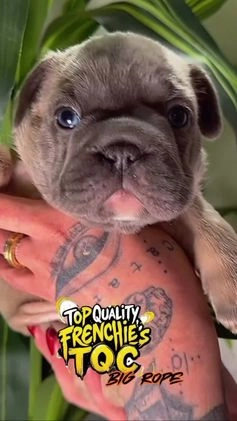 French Bulldog dogs for sale: FEVER  - Video 1