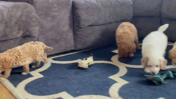 Mini Goldendoodle dogs for sale: Ms. Oakley - Video 1