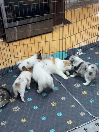 Mixed Breed dogs for sale: Slate - Video 3