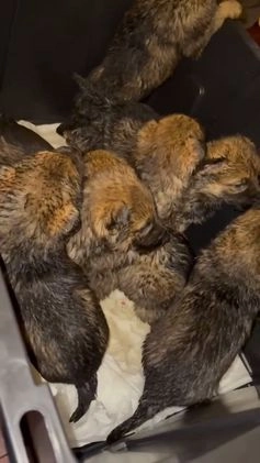 German Shepherd dogs for sale: German Shepherd Puppy 4 - Video 1