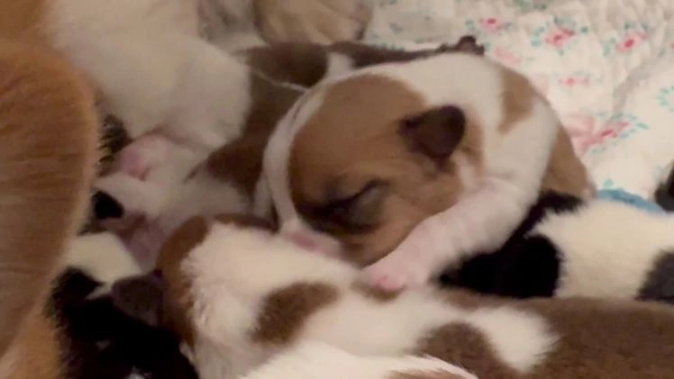 Welsh Corgi Pembroke dogs for sale: Dory - blue - Video 1