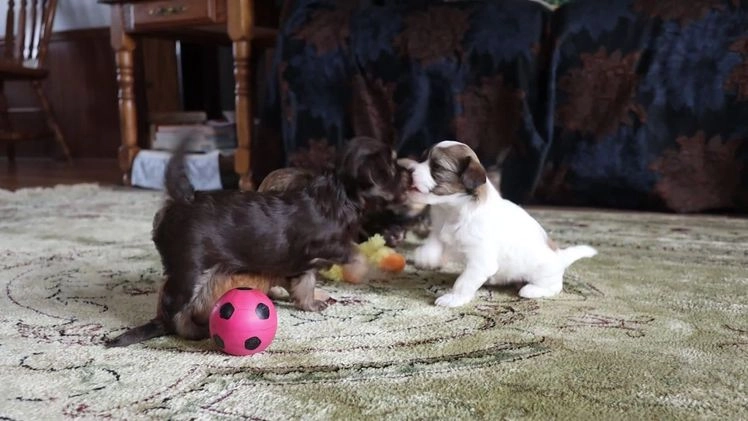Havanese dogs for sale: Chocolate - Video 1
