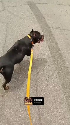 American Bully dogs for sale: American Bully Puppy 1 - Video 2