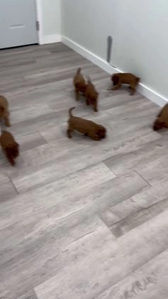 Mini Goldendoodle dogs for sale: Sydney - Video 1