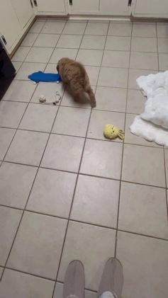 Mini Goldendoodle dogs for sale: Mini Goldendoodle Puppy Frosty  - Video 2