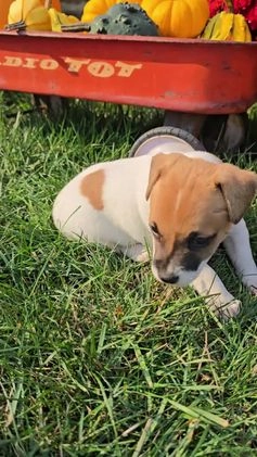 Jack Russell Terrier dogs for sale: Molly - Video 2