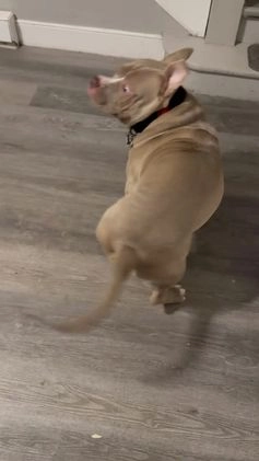 American Bully dogs for sale: American Bully Puppy 1 - Video 1