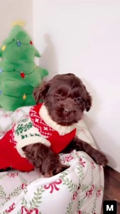 Shihpoo dogs for sale: Maverick  - Video 1