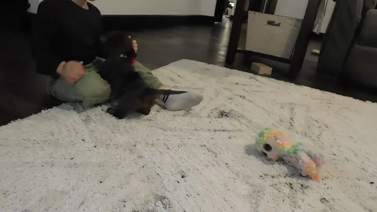 Miniature Dachshund dogs for sale: Miniature Dachshund Puppy 1 - Video 2