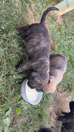 English Mastiff dogs for sale: English Mastiff Puppy 3 - Video 1