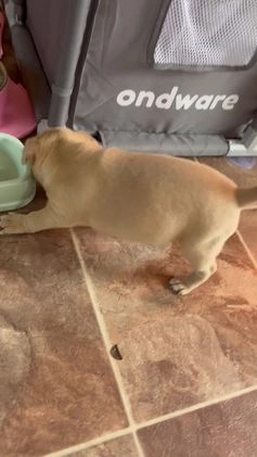 Rat Terrier dogs for sale: Flora - Video 1