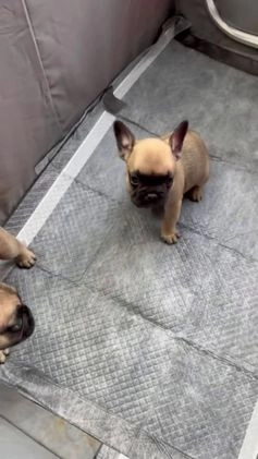 French Bulldog dogs for sale: French Bulldog Puppy 1 - Video 1