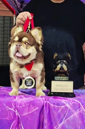 French Bulldog dogs for stud: French Bulldog 1 puppies - Video 2