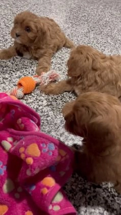 Cavapoo dogs for sale: Blake - Video 3