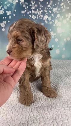 Cockapoo dogs for sale: Cash - Video 1
