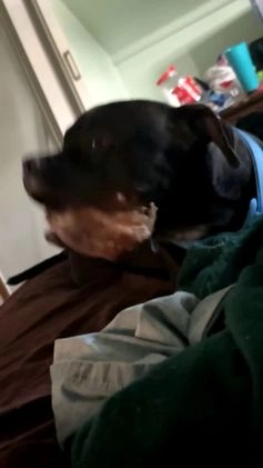 Mixed Breed dogs for sale: Mixed Breed Puppy 9 - Video 2