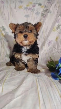 Yorkshire Terrier dogs for sale: Robbie - Video 3