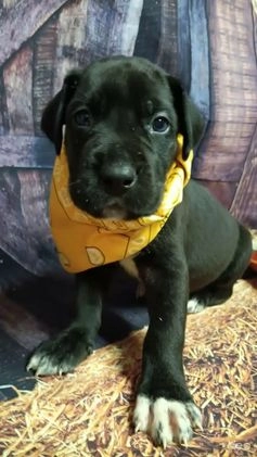 Great Dane dogs for sale: Quill - Video 1