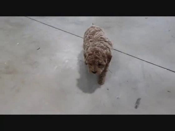 Bichpoo dogs for sale: Orchid - Video 1