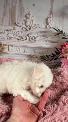 Bichon Frise dogs for sale: Meverick - Video 1