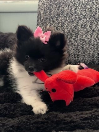 American Bully dogs for sale: Milli - Video 5