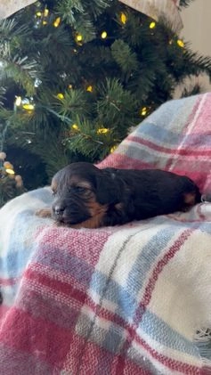 Cavapoo dogs for sale: Chestnut - Video 1