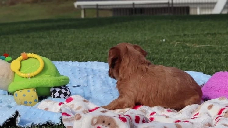 Cavapoo dogs for sale: Bailey - Video 1