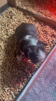 French Bulldog dogs for sale: French Bulldog Puppy 2 - Video 2