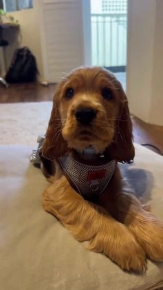 English Cocker Spaniel dogs for sale: Toby  - Video 1