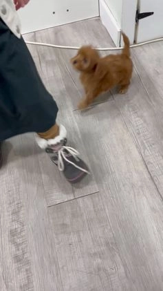 Cavapoo dogs for sale: Hennri - Video 1