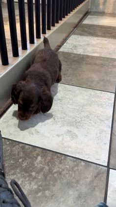 Miniature Dachshund dogs for sale: Luna - Video 1