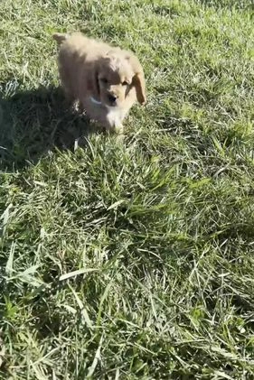 Cavapoo dogs for sale: Dougie - Video 1