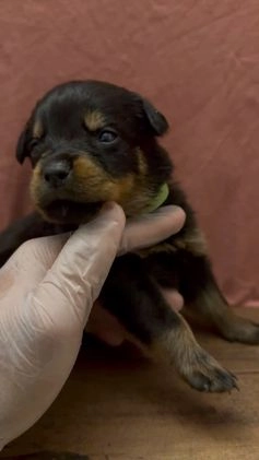 Rottweiler dogs for sale: Bruno  - Video 2