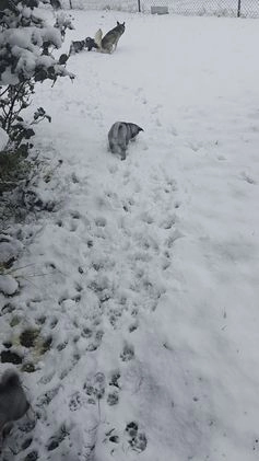 Alaskan Klee Kai dogs for sale: Binx - Video 1