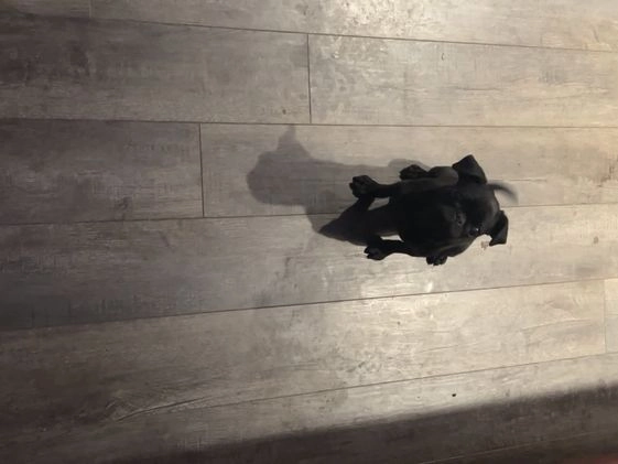 Pug dogs for sale: Pebbles  - Video 5